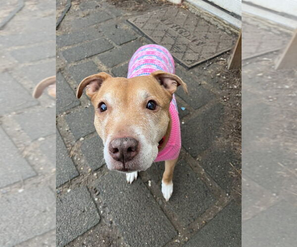 Medium Photo #7 American Pit Bull Terrier-Unknown Mix Puppy For Sale in Brewster, NY, USA