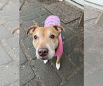 Small #6 American Pit Bull Terrier Mix