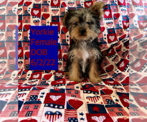Yorkshire Terrier Puppy for sale in AMSTERDAM, MO, USA