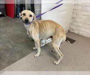 Mutt Dogs for adoption in San Bernardino, CA, USA