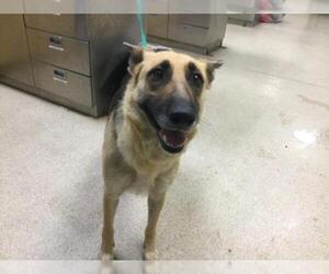 German Shepherd Dog Dogs for adoption in Riverside, CA, USA