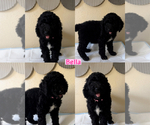 Image preview for Ad Listing. Nickname: Bella