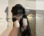 Puppy 6 Havanese-Miniature Australian Shepherd Mix