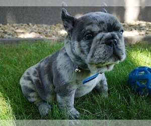 French Bulldog Puppy for sale in BOSTON, MA, USA