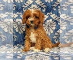 Small #1 Cavapoo