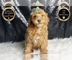 Small #6 Poodle (Miniature)