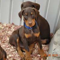 Medium Photo #1 Doberman Pinscher Puppy For Sale in GLEN ALLEN, VA, USA