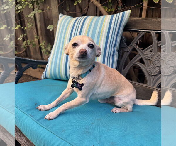 Medium Photo #3 Chihuahua-Unknown Mix Puppy For Sale in Santa Clara, CA, USA