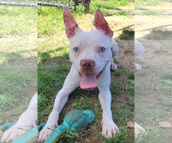 Medium Photo #1 American Pit Bull Terrier-Unknown Mix Puppy For Sale in Millersville, MD, USA