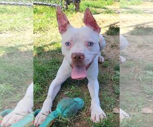 American Pit Bull Terrier-Unknown Mix Dogs for adoption in Millersville, MD, USA
