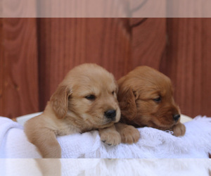 Golden Retriever Puppy for sale in AIKEN, SC, USA