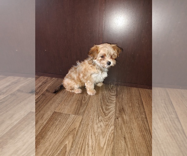 Medium Photo #10 Maltese Puppy For Sale in LAPEER, MI, USA