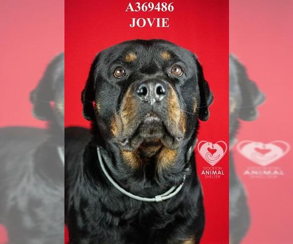 Medium Photo #1 Rottweiler Puppy For Sale in Stockton, CA, USA