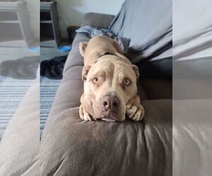 American Pit Bull Terrier-Unknown Mix Dogs for adoption in Chandler, AZ, USA
