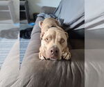 Small American Pit Bull Terrier Mix