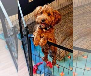 Father of the Golden Retriever-Poodle (Toy) Mix puppies born on 06/26/2025