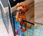Small Photo #1 Golden Retriever-Poodle (Toy) Mix Puppy For Sale in TOPEKA, KS, USA
