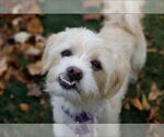 Small #5 Maltipoo