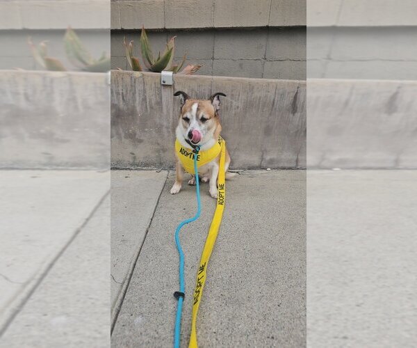Medium Photo #8 Jack Chi Puppy For Sale in Studio City, CA, USA