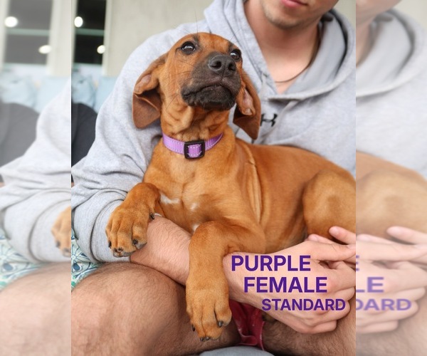 Medium Photo #5 Rhodesian Ridgeback Puppy For Sale in HIGHLANDS, TX, USA