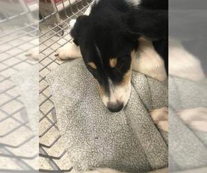 Australian Shepherd Dogs for adoption in Conroe, TX, USA