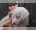 Small Photo #5 Australian Shepherd Puppy For Sale in MODESTO, CA, USA