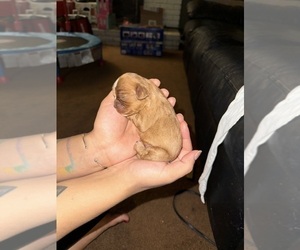 Cavalier King Charles Spaniel Puppy for sale in ALBUQUERQUE, NM, USA