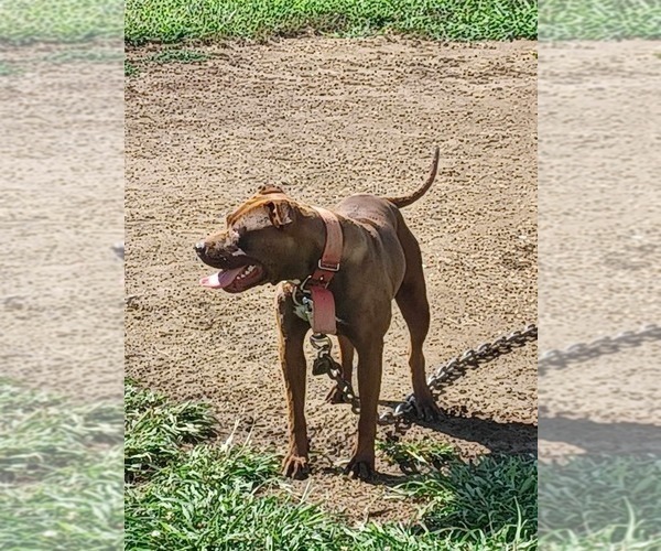 Medium Photo #9 American Pit Bull Terrier Puppy For Sale in CHARLOTTE, NC, USA