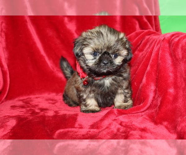 Medium Photo #4 Shih Tzu Puppy For Sale in LIVE OAK, FL, USA