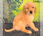 Small Photo #4 Golden Retriever Puppy For Sale in AZLE, TX, USA