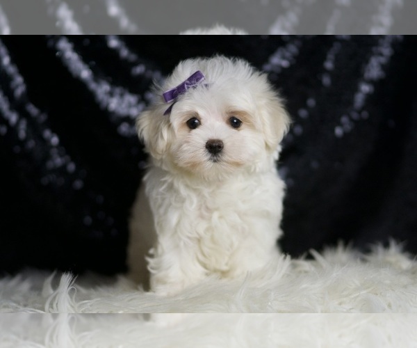 Medium Photo #3 Maltese Puppy For Sale in WARSAW, IN, USA