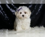 Small #2 Maltese