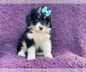 Aussiedoodle Miniature  Puppy for sale in LAKELAND, FL, USA