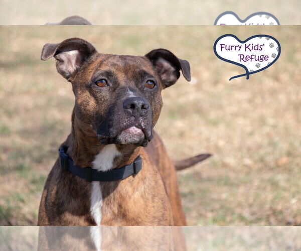 Medium Photo #1 American Staffordshire Terrier-Unknown Mix Puppy For Sale in Lee's Summit, MO, USA