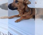Small German Shepherd Dog Mix