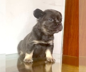 French Bulldog Puppy for sale in SEATTLE, WA, USA