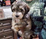 Small Photo #12 Schnauzer (Miniature) Puppy For Sale in LEESBURG, VA, USA