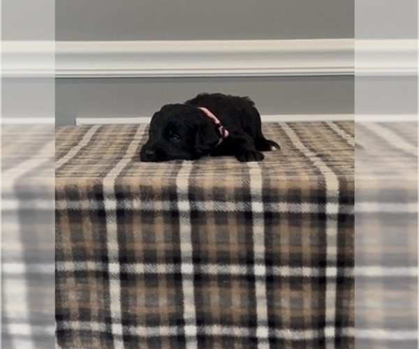 Medium Photo #43 Bernedoodle-Labradoodle Mix Puppy For Sale in MILFORD, NJ, USA