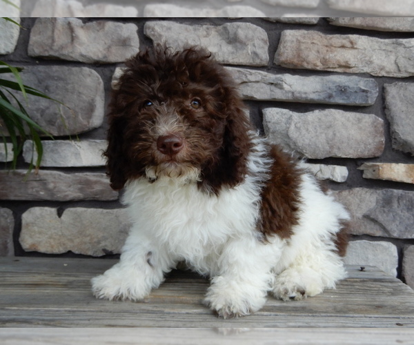 Medium Photo #2 Miniature Labradoodle Puppy For Sale in MILLERSBURG, OH, USA