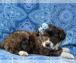 Small #4 Border Collie Mix