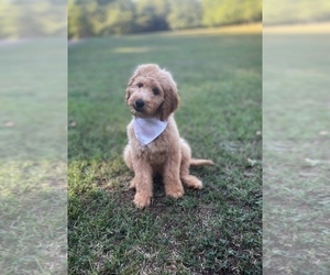 Goldendoodle Dog for Adoption in CHESNEE, South Carolina USA