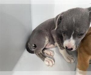 Mutt Dogs for adoption in Houston, TX, USA