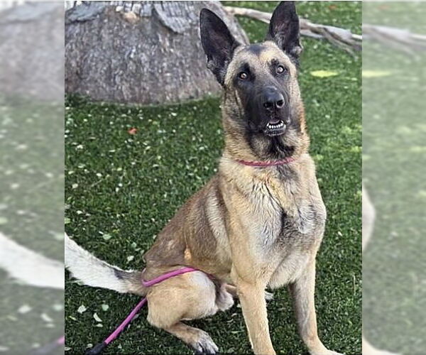 Medium Photo #1 German Shepherd Dog-Unknown Mix Puppy For Sale in Pasadena, CA, USA