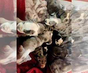 Bulldog Puppy for sale in FAIRFIELD, IA, USA