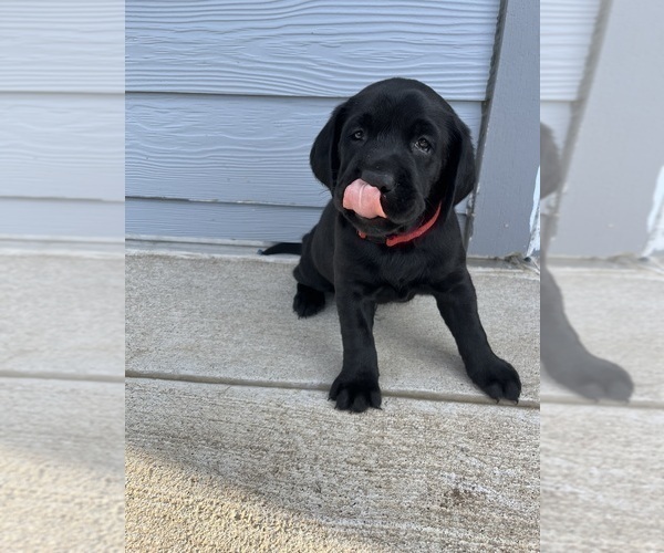 Medium Photo #3 Labrador Retriever Puppy For Sale in DAVEY, NE, USA