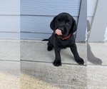 Small Photo #3 Labrador Retriever Puppy For Sale in DAVEY, NE, USA