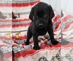 Small Photo #29 Labrador Retriever Puppy For Sale in MERIDEN, KS, USA
