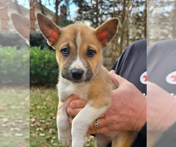 Medium Photo #3 Siberian Husky-Unknown Mix Puppy For Sale in Shermans Dale, PA, USA