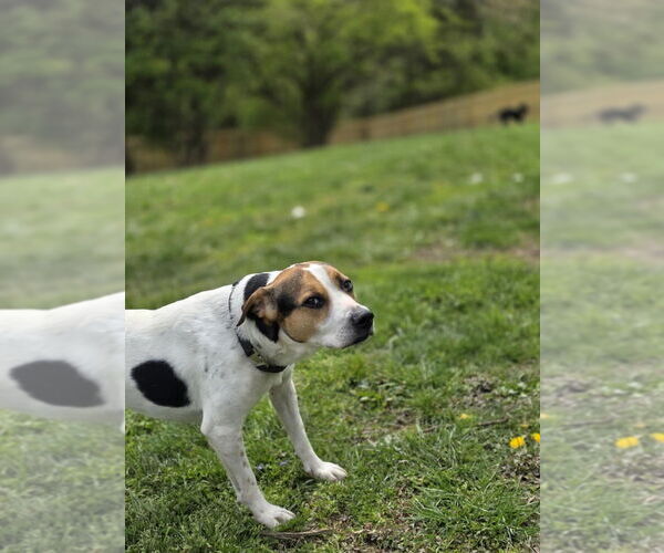 Medium Photo #7 American Pit Bull Terrier-Beagle Mix Puppy For Sale in Aurora, IN, USA