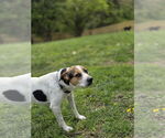 Small #6 American Pit Bull Terrier-Beagle Mix